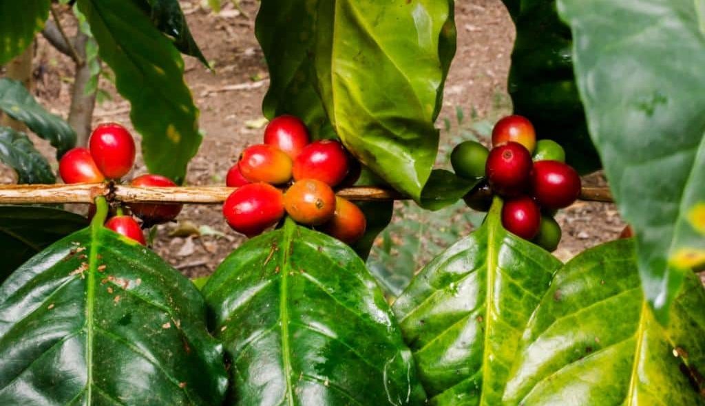 Roseta de café acometido por ferrugem Galho de café com pouco grão de café na roseta devido à ferrugem