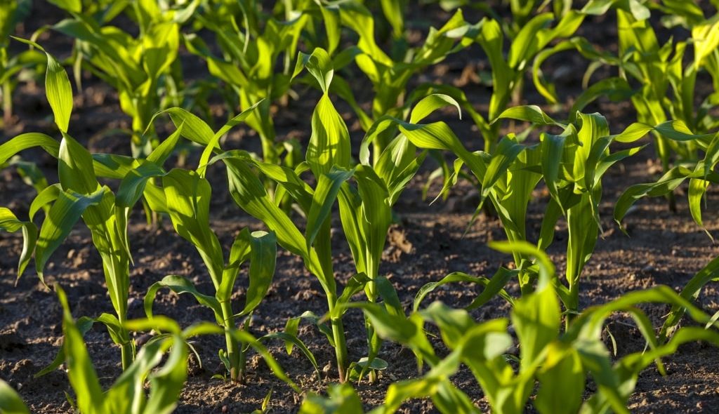 Plantação jovem de milho recebendo luz solar