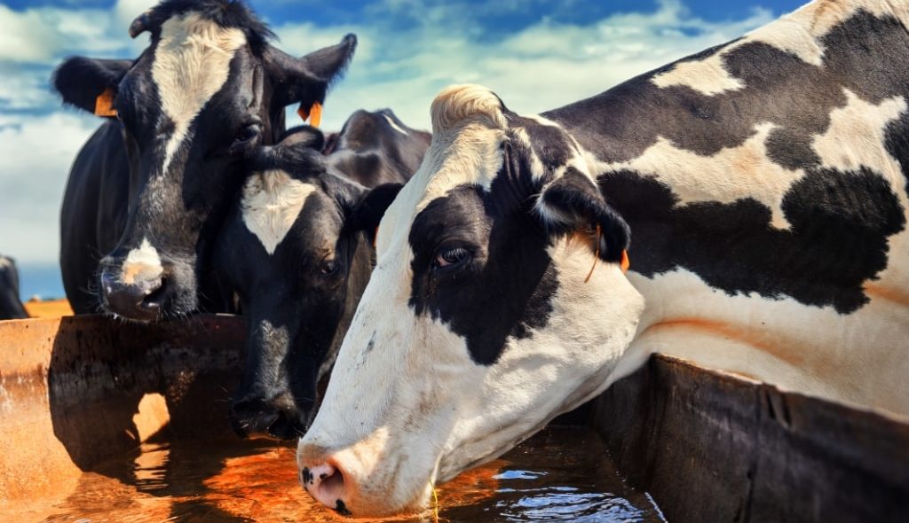 Vacas bebendo água em bebedouro à céu aberto