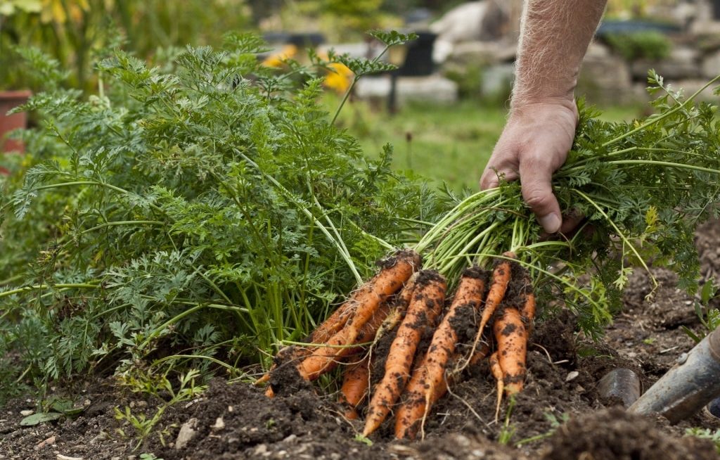 Mão de agricultor arrancando cenoura da terra