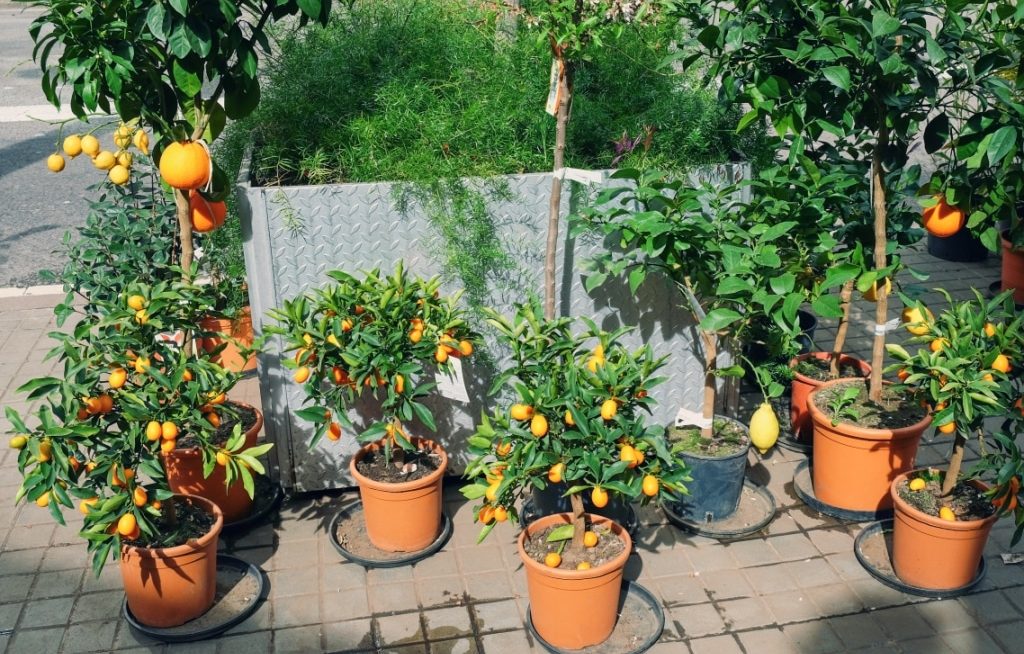 Vários vasos com frutíferas plantadas
