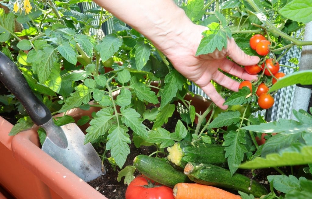 Tomates e legumes plantados em vasos