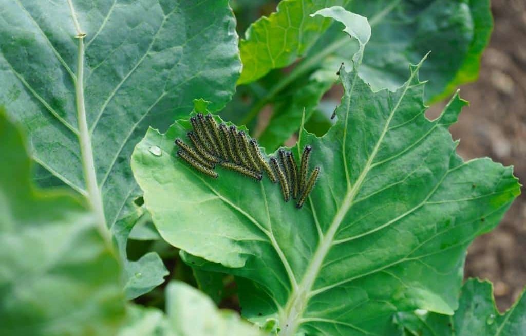 Várias lagartas em folha de couve comida