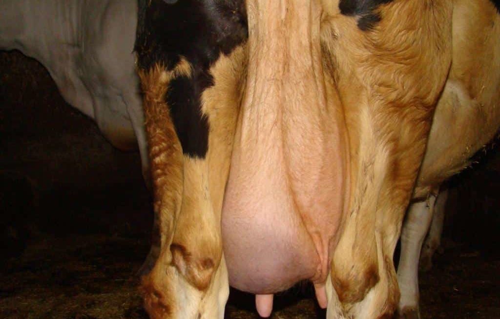 Visão traseira de úbere inflamado da vaca