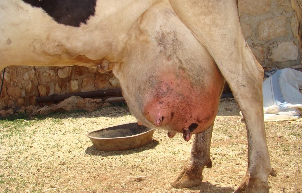 Visão lateral de úbere de vaca inflamado por mastite