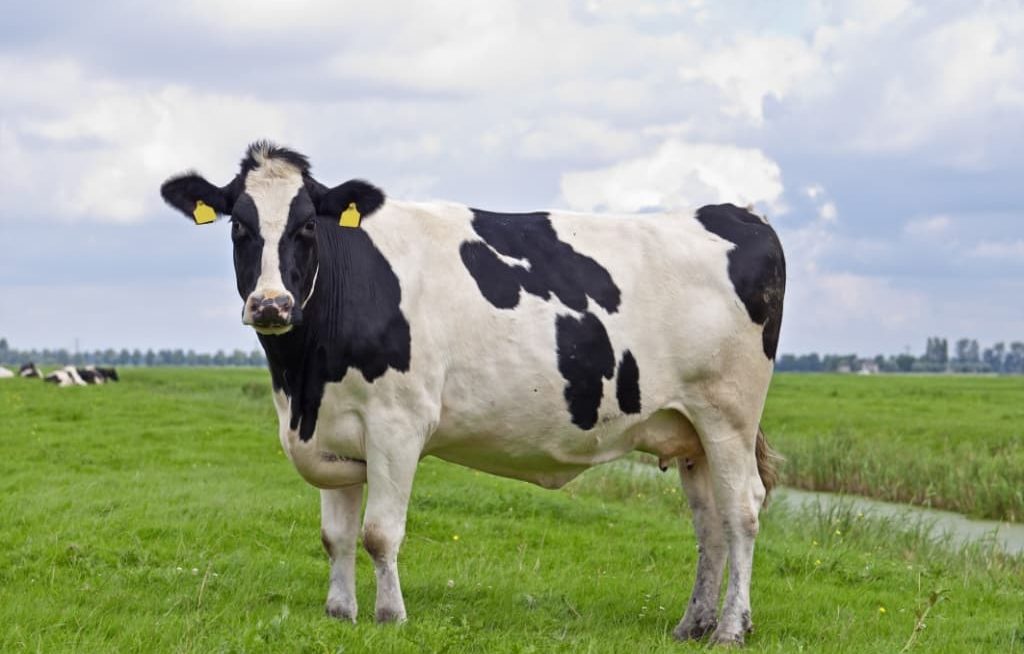Vaca Holandesa