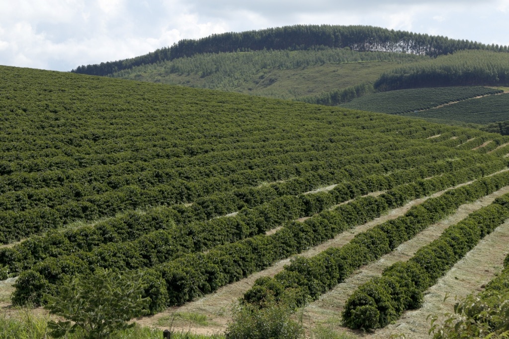 Café conilon: conheça tudo sobre esse cultivo - MF Magazine