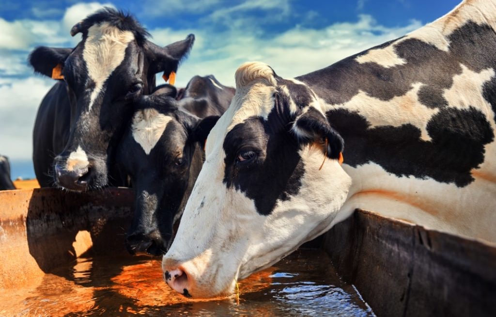 Vacas holandesas bebendo água