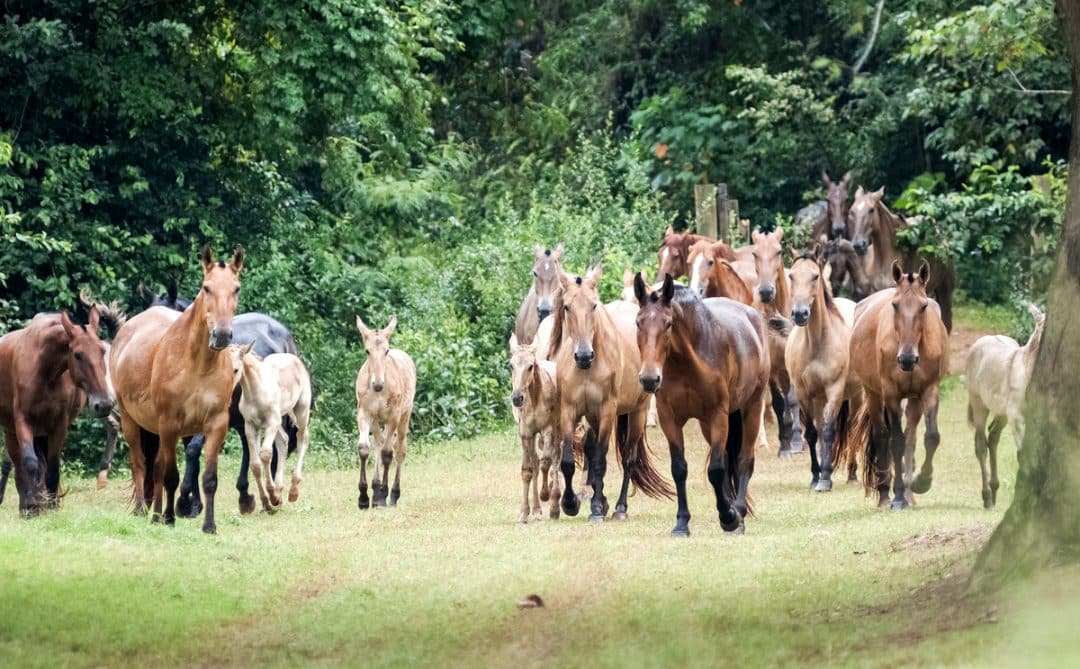 Cavalos da raça campolina marchando no campo