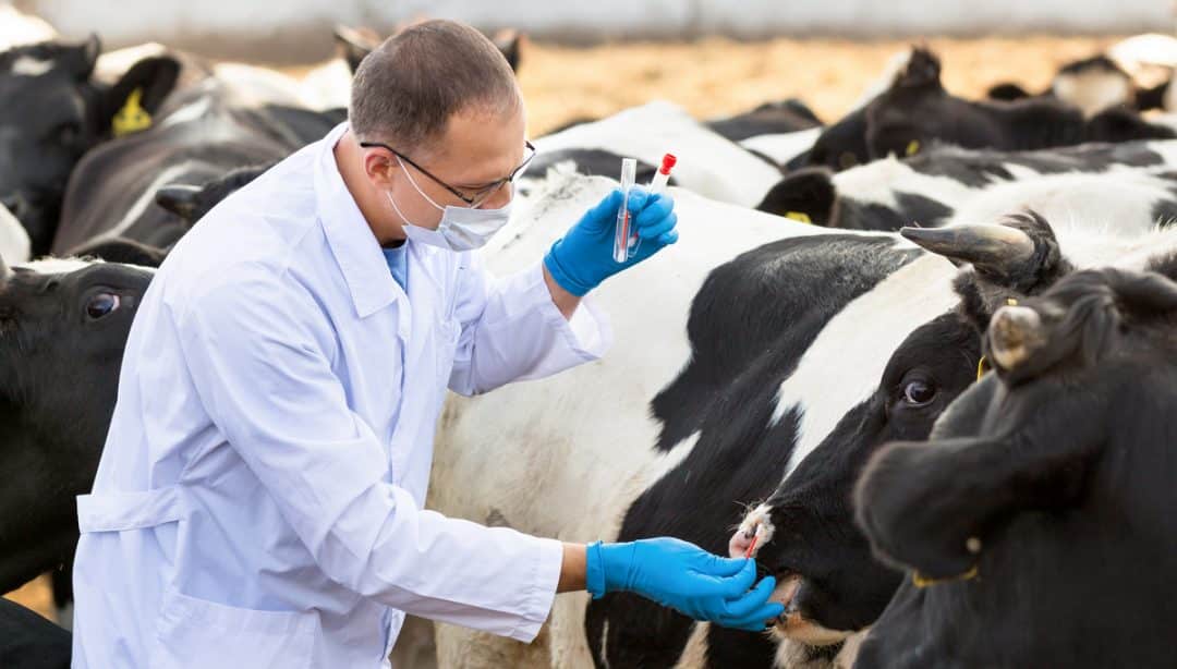Veterinário fazendo exame no gado e evitar doenças como a babesiose bovina.