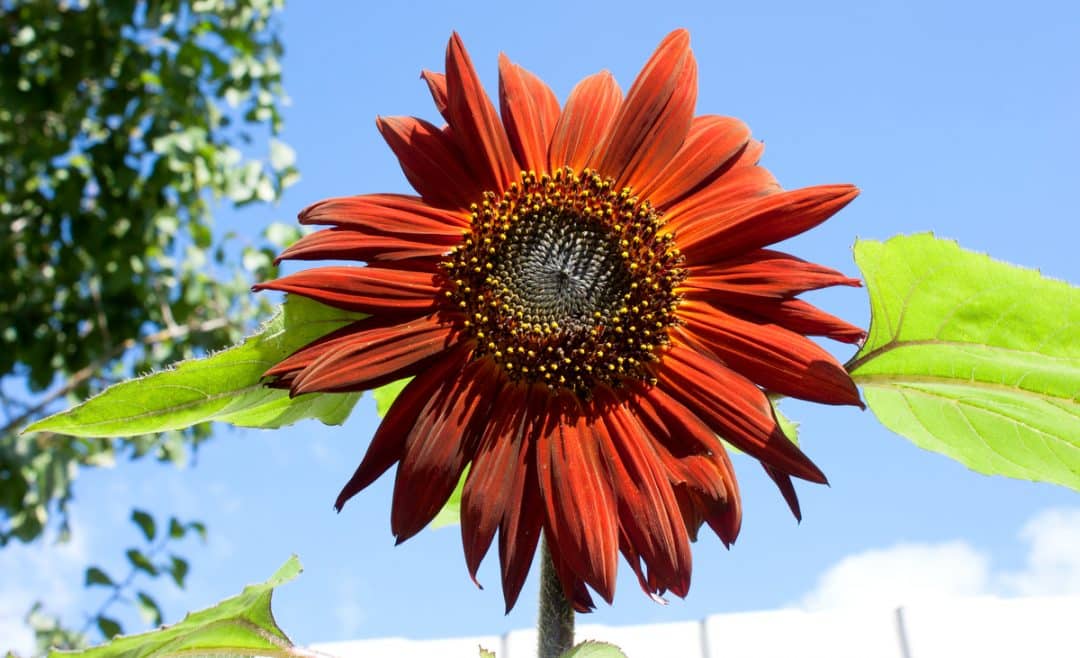 Flor de girassol vermelho em contraste com o céu azul