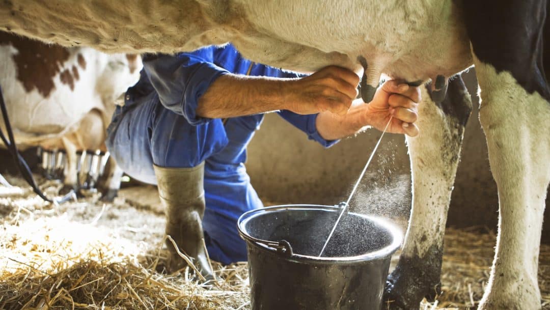 Homem tirando leite da vaca