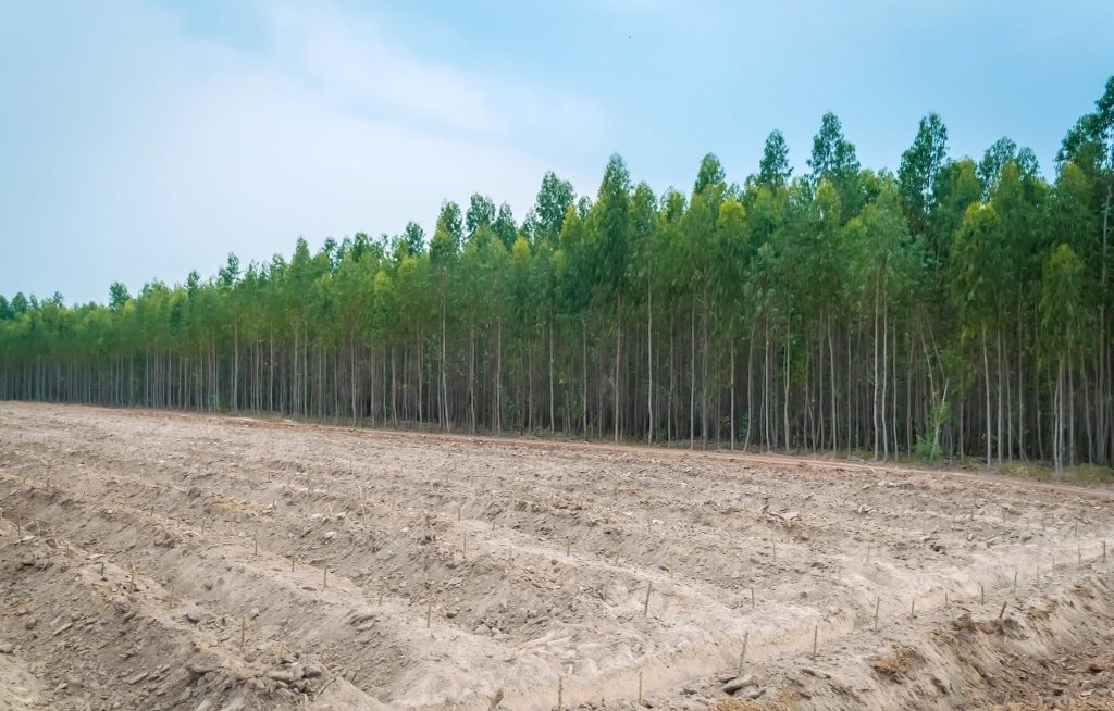 Preparo do terreno para plantio do eucalipto