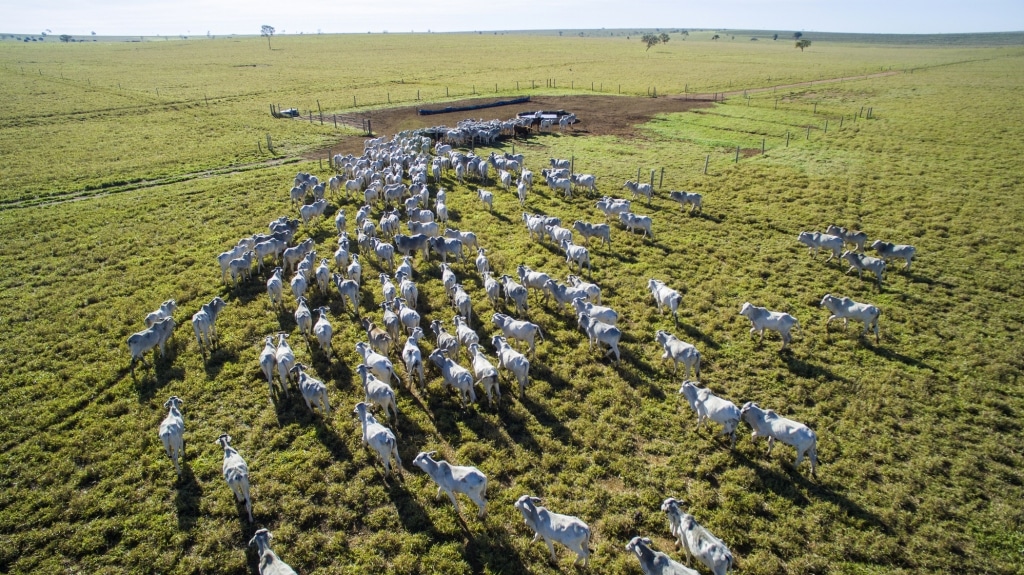 Importância da suplementação para gado de corte a pasto