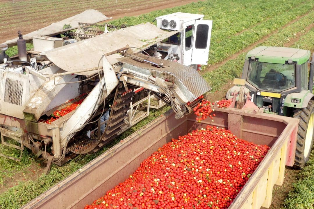Maquina colhendo tomate e despejando no caminhão