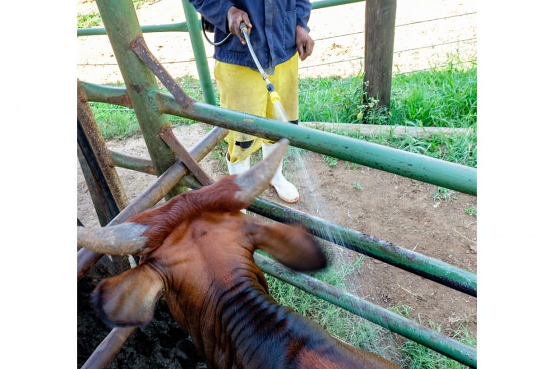 Homem aplicando carrapaticida no dorso de um bovino