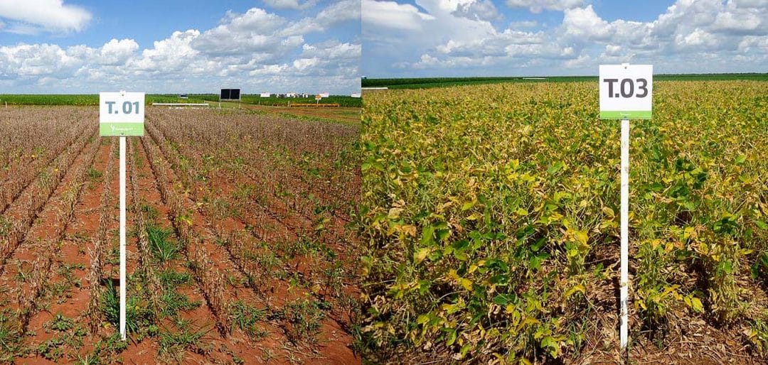Fotos comparativos entre dois tipos de solos