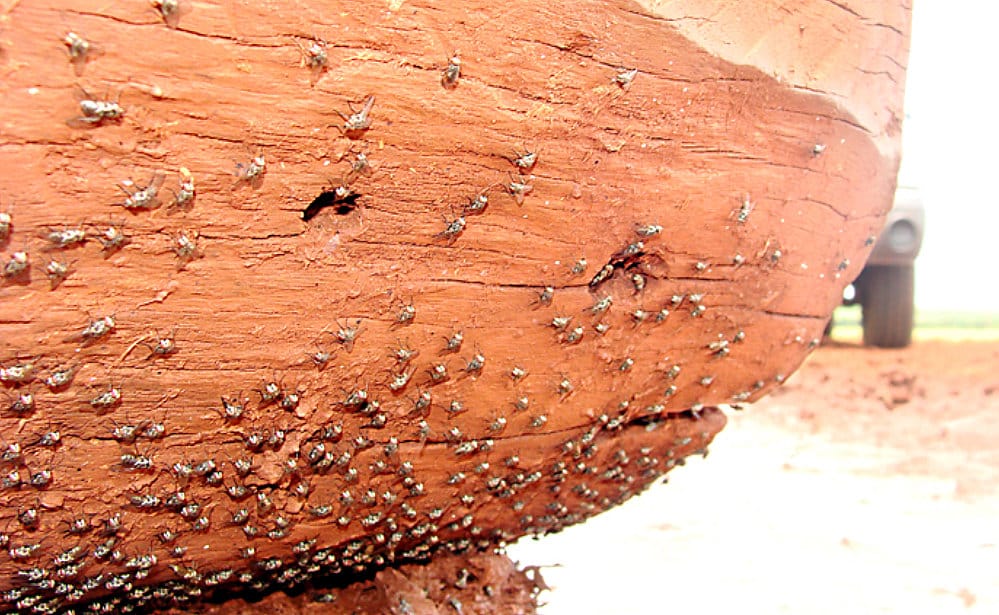 Pedaço de madeira com infestação de moscas.