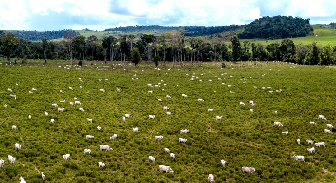 Foto aérea de gado de corte no pasto