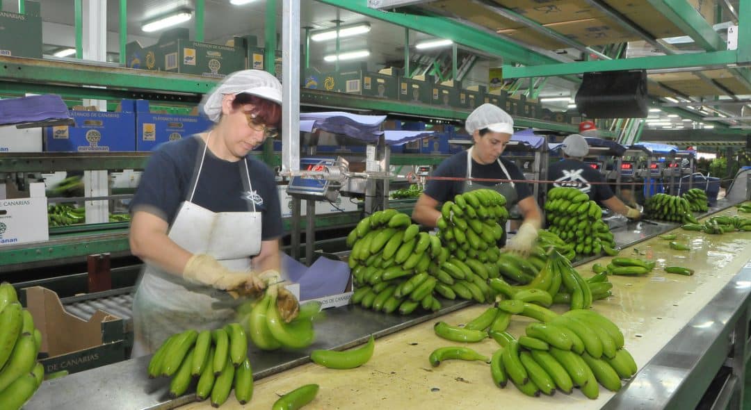 Mulheres preparando cachos de banana para venda.