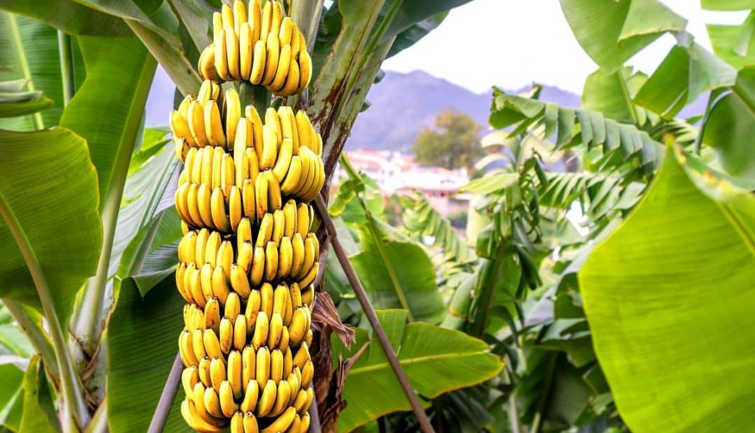 Mercado de banana no Brasil