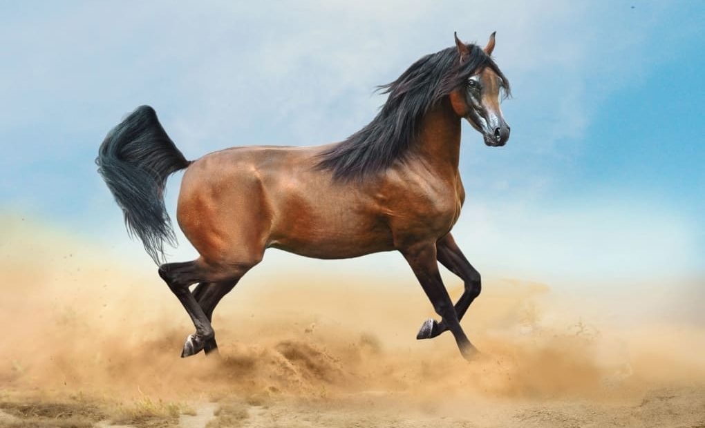 Cavalo Árabe: características da raça