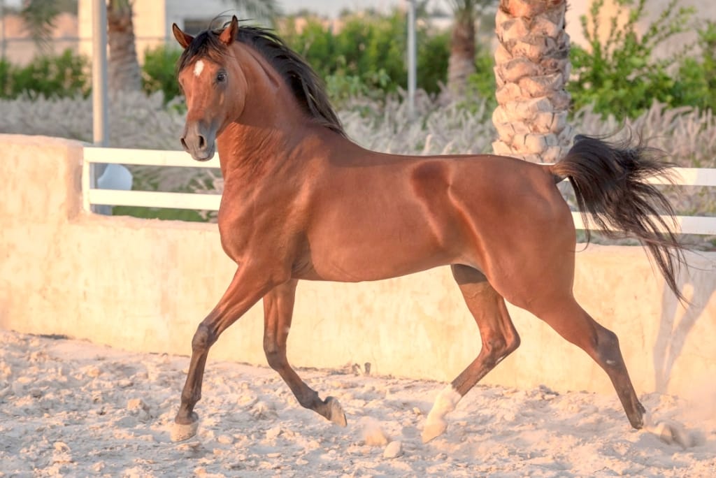 Marcações faciais de cavalos - Cavalus