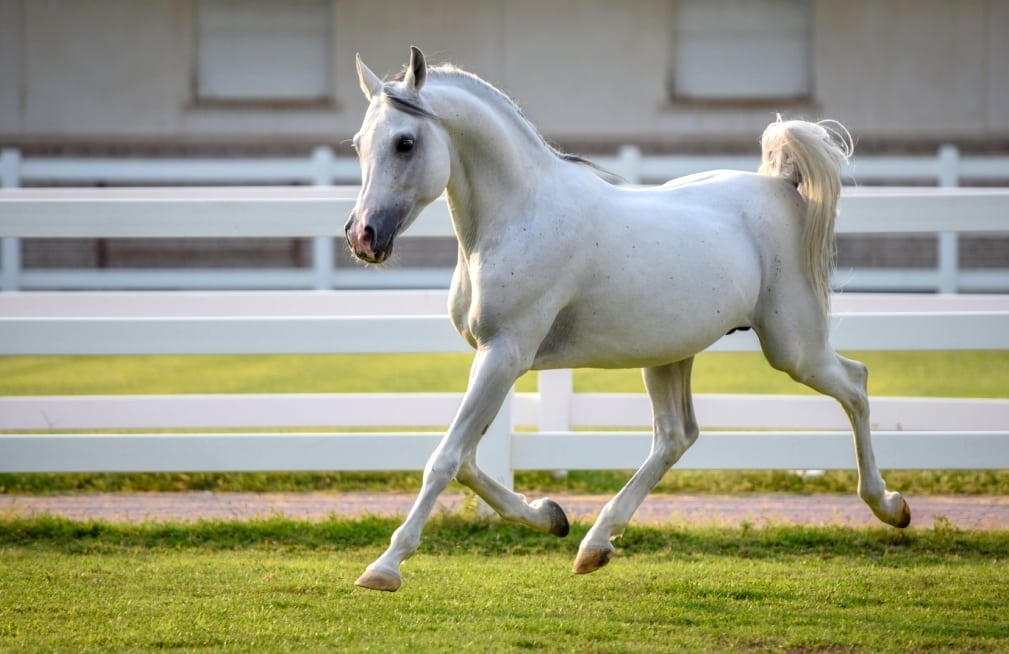 Cavalo Árabe branco trotando no haras