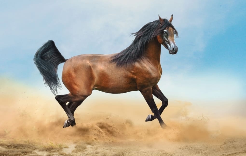 Cavalo Árabe: características da raça