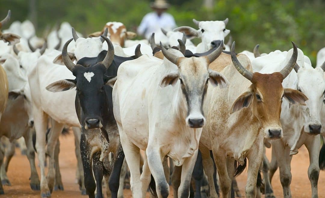 Lida de gado: 5 cuidados essenciais com os bovinos