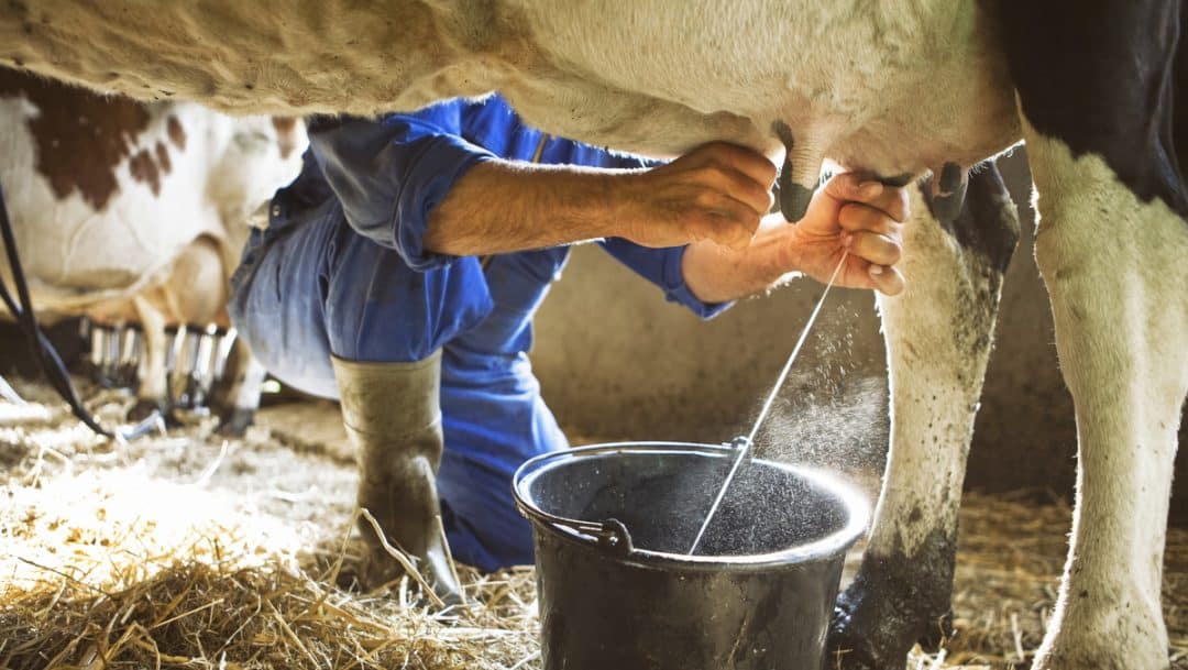 Homem ordenhando vaca leiteira no curral
