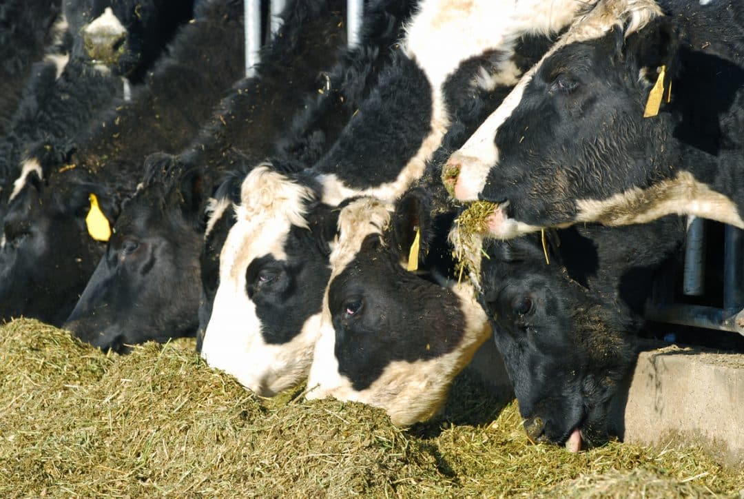 Vacas comendo silagem de girassol