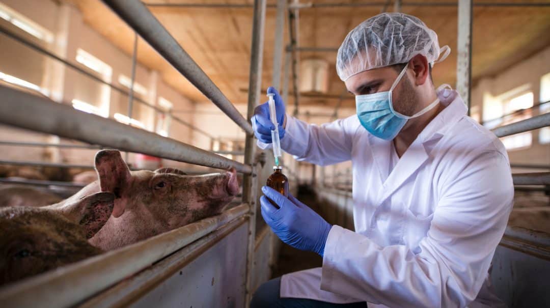 Veterinário prepara injeção que será aplicada nos porcos