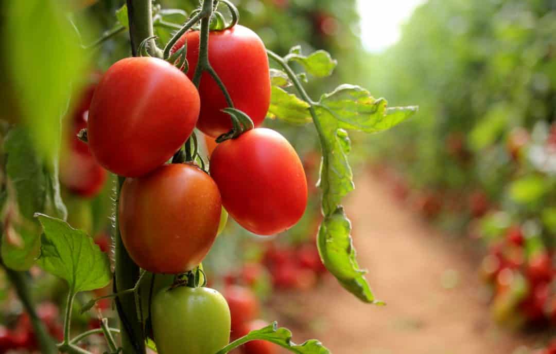 Quanto Pesa 1 Tomate quanto-pesa-1-tomate