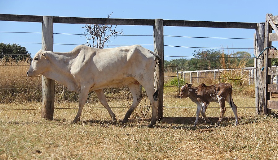 Vaca mãe de trigêmeos com bezerro