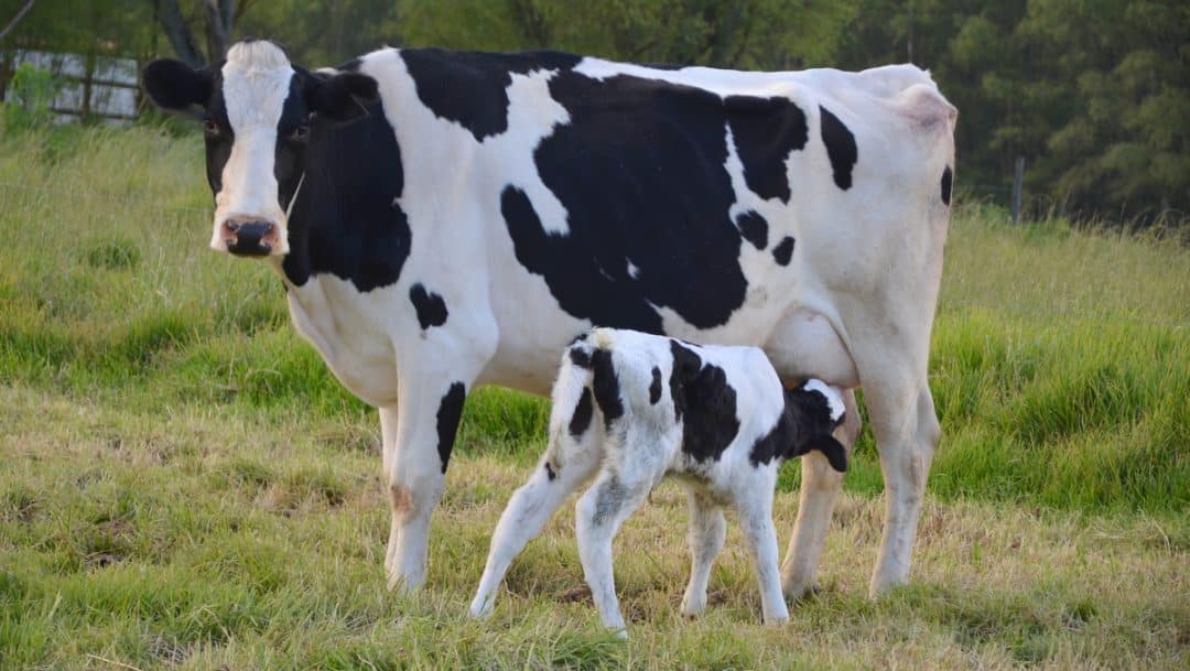 Vaca leiteira com bezerro amamentando
