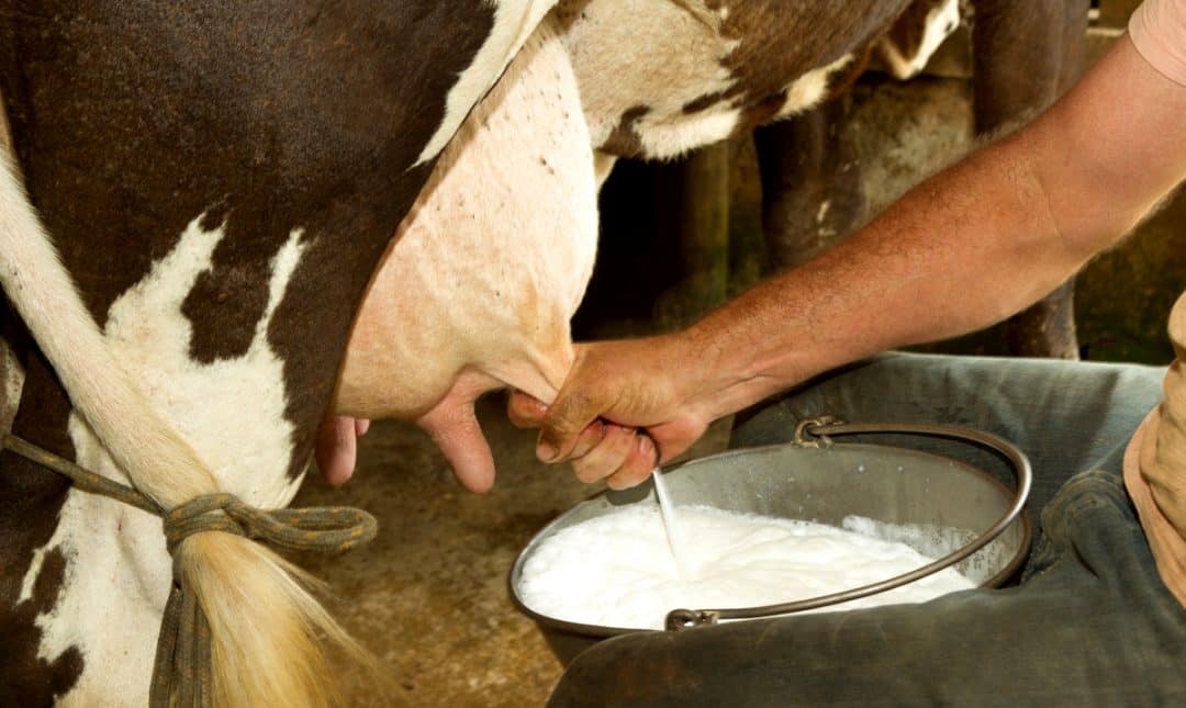 Homem ordenhando vaca com balde de leite