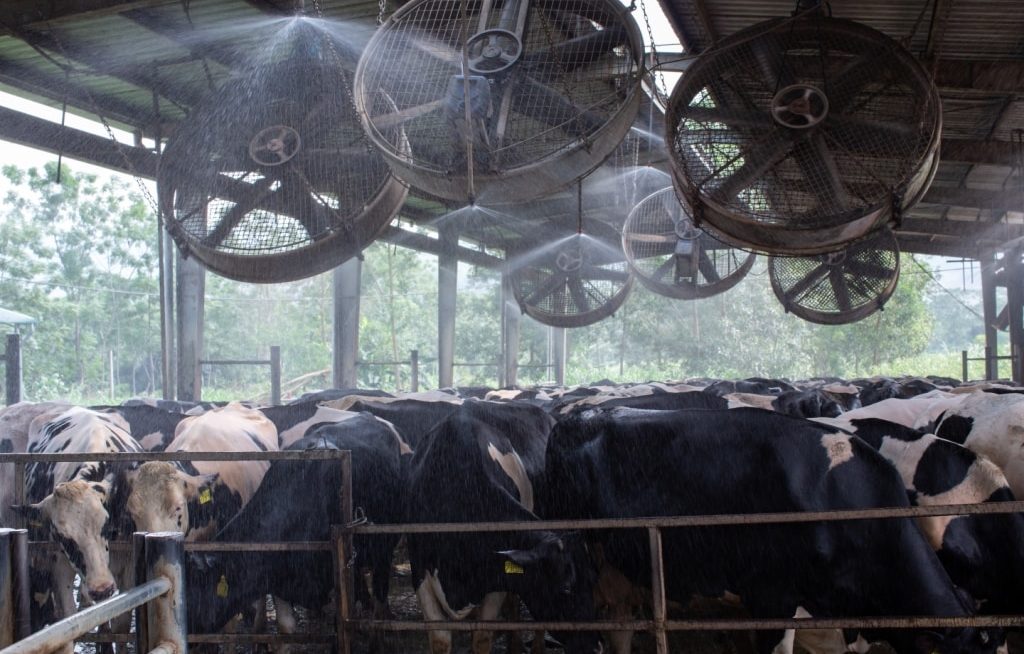 Vacas em área com ventiladores e aspersores