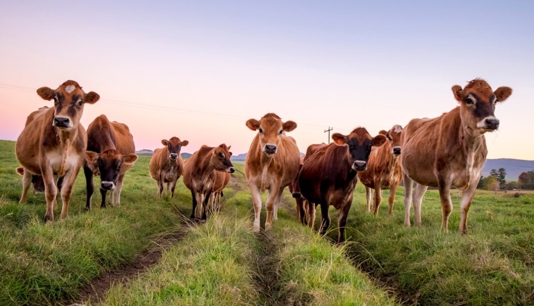 Jersey: raça de precocidade e qualidade do leite