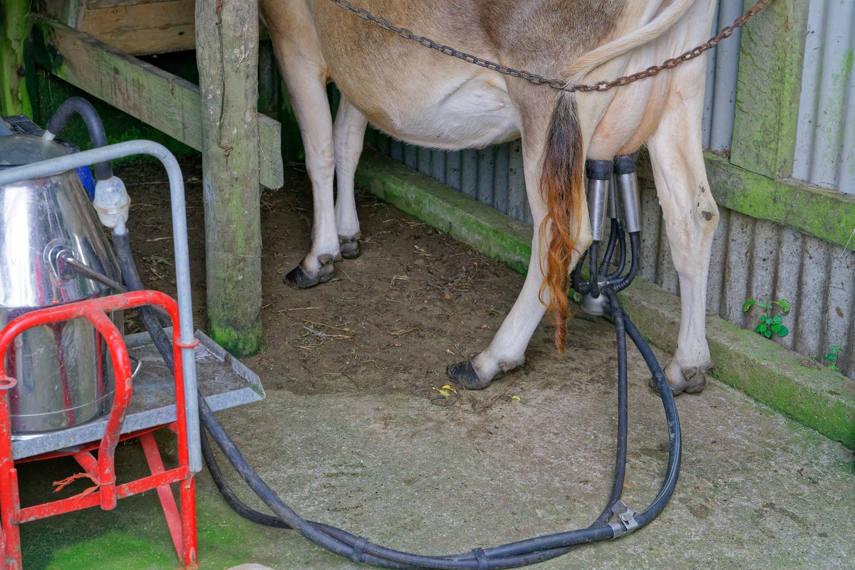 Ordenha mecânica do leite de uma vaca jersey