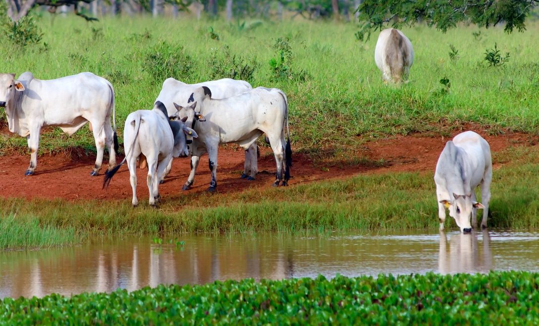 Rebanho bovino tomando água em riacho