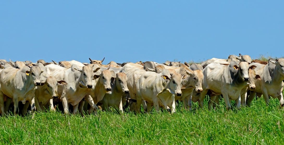 Tudo o que você precisa saber sobre a bovinocultura de corte
