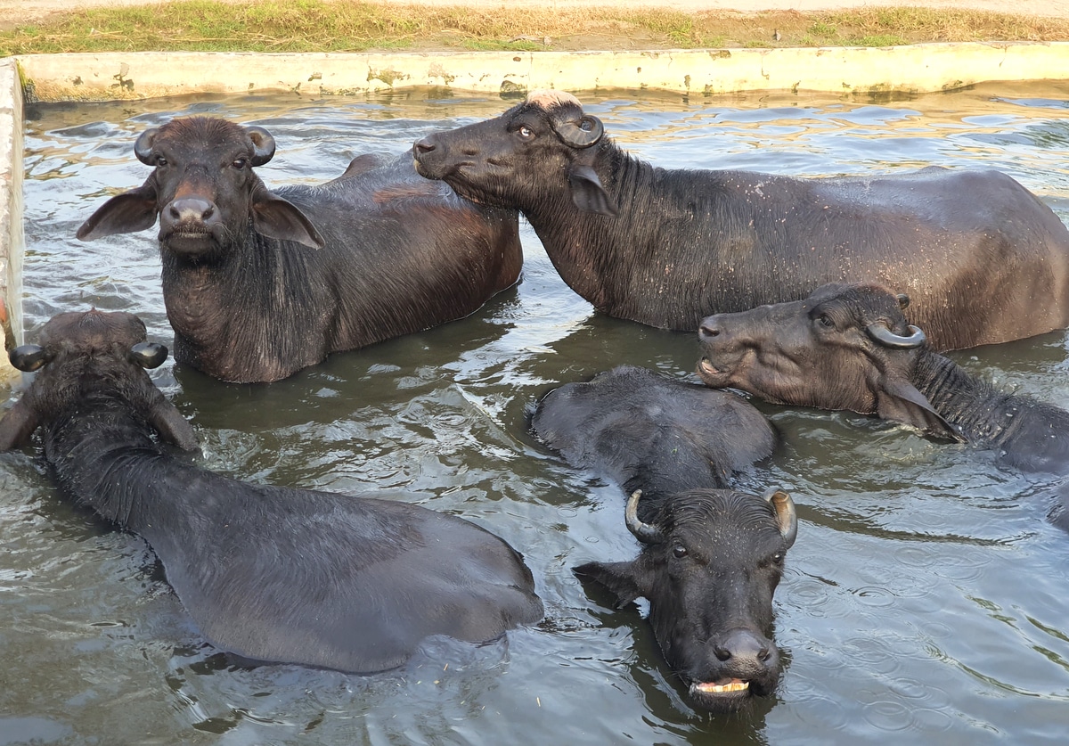 Búfalos nadando