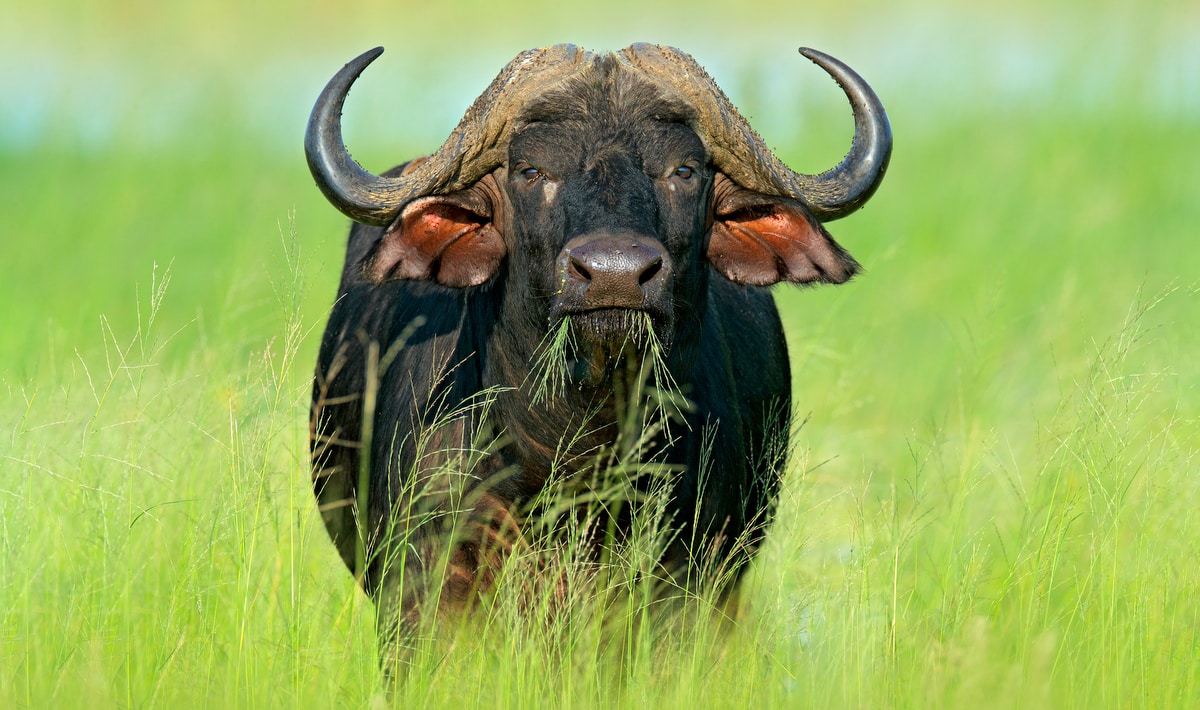 Búfalo se alimentando de capim no pasto