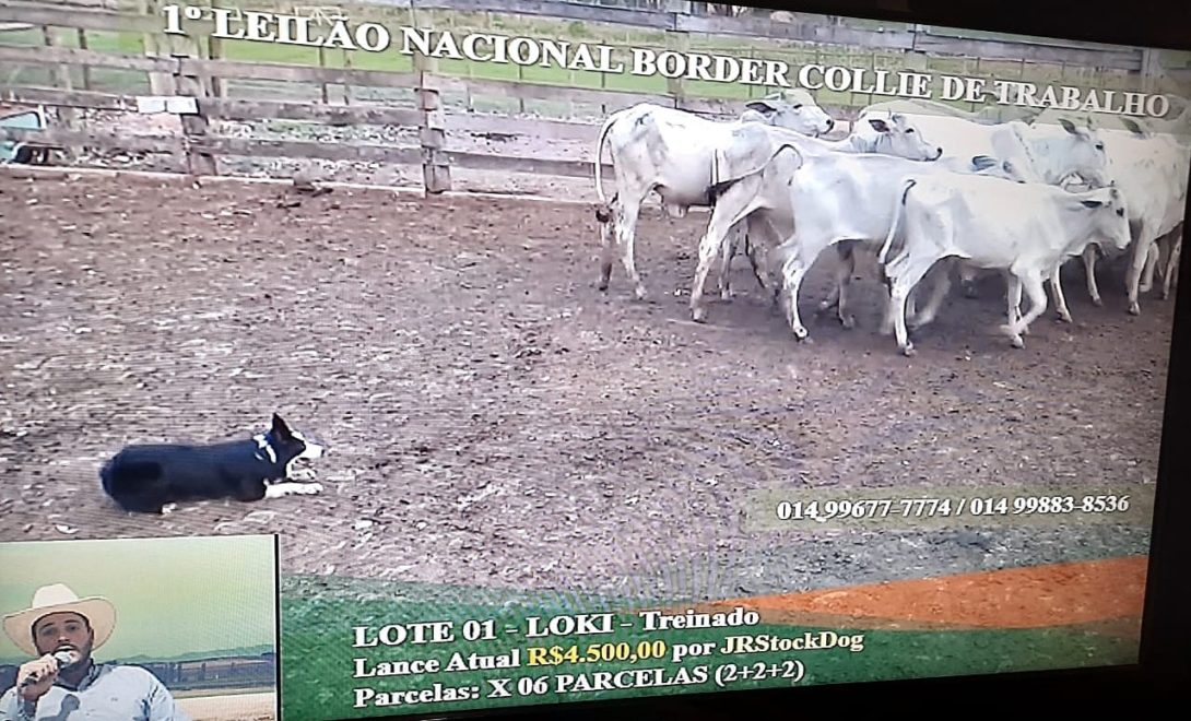 Primeiro leilão da América Latina de cães da raça border collie supera expectativas