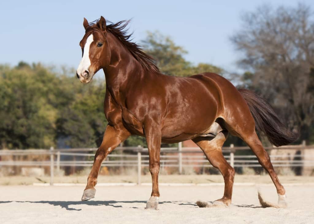 Um cavalo marrom está correndo com a palavra cavalo na frente