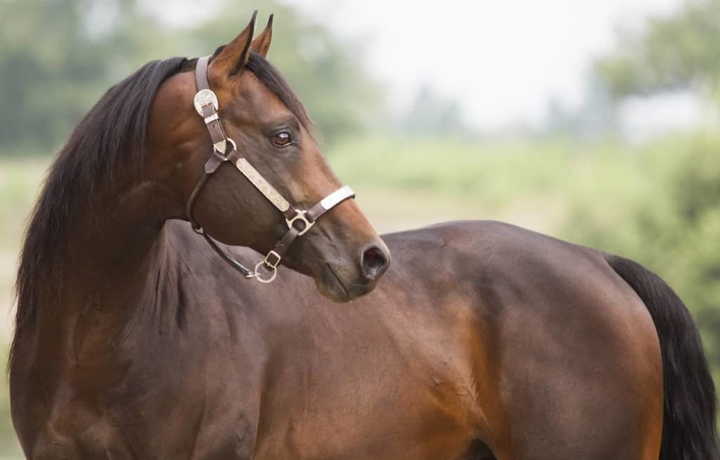 Cavalo quarto de milha com cabeça pra trás