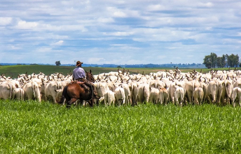 Peão conduzindo gado de corte no pasto