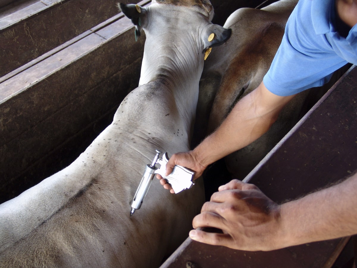Vacinação do gado contra a febre aftosa.