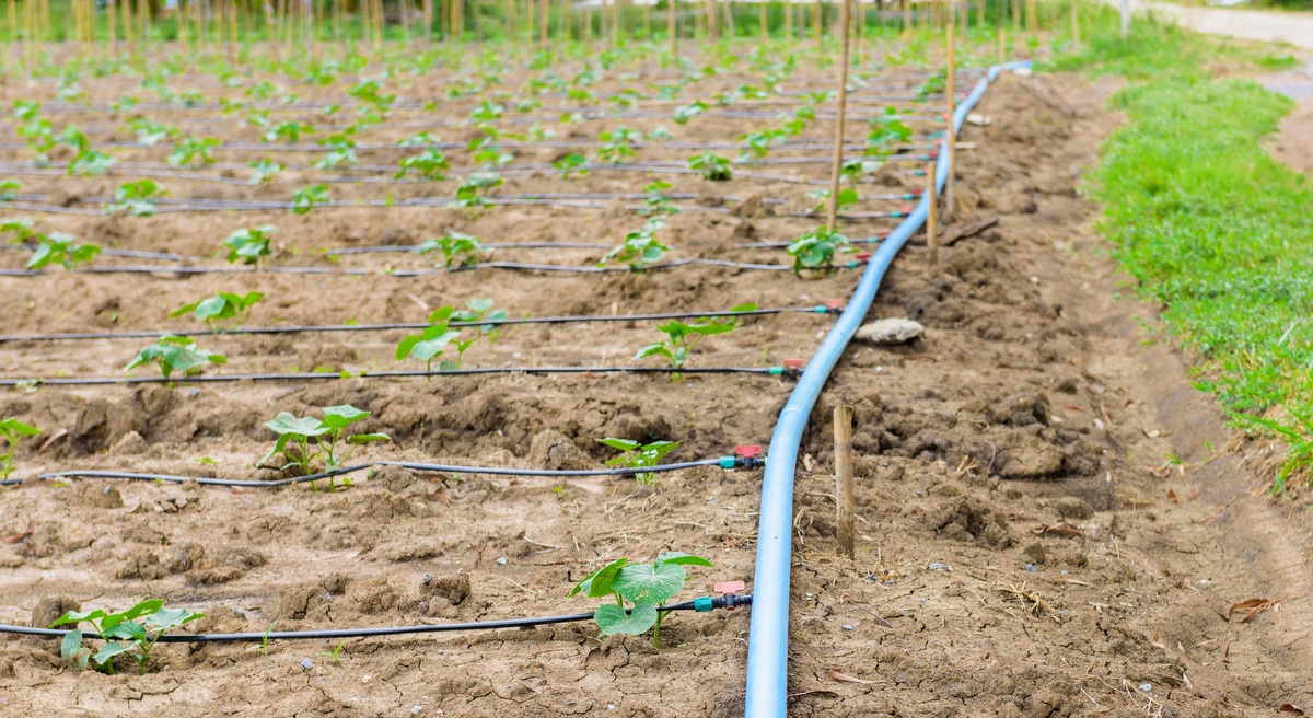 Plantio com sistema de irrigação por gotejamento